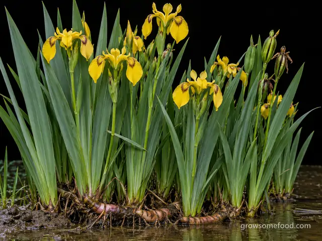 Yellow Flag Iris